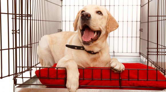 National Pet Month: How to Choose the Best Crate Tray